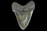 Fossil Megalodon Tooth - Serrated Blade #98996-2